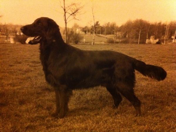 Goldingale My Choise For Hopevalley ShCM | Flat-Coated Retriever 