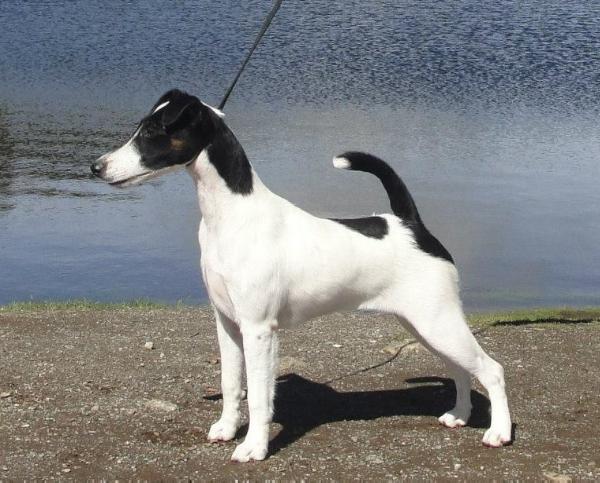 Sayo's Azabache | Smooth Fox Terrier 