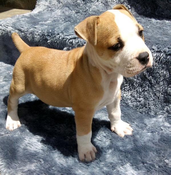 Negro Diablo Bueno | American Staffordshire Terrier 