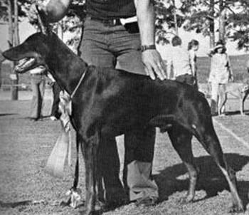 Bryanstam's Fello-Favorit | Black Doberman Pinscher