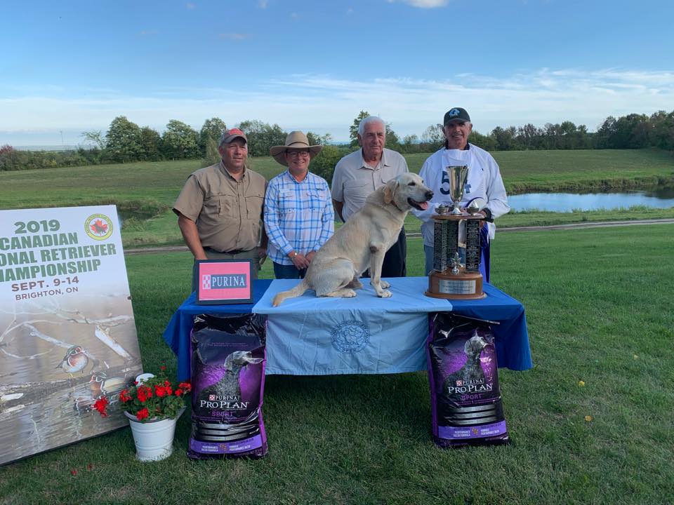 2019 CNFC FTCH AFTCH The Springwaters Mr Y Of Tamsu QFTR | Yellow Labrador Retriver