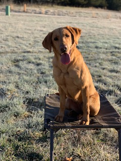 HRCH Trooper's Carolina Sunrise | Yellow Labrador Retriver