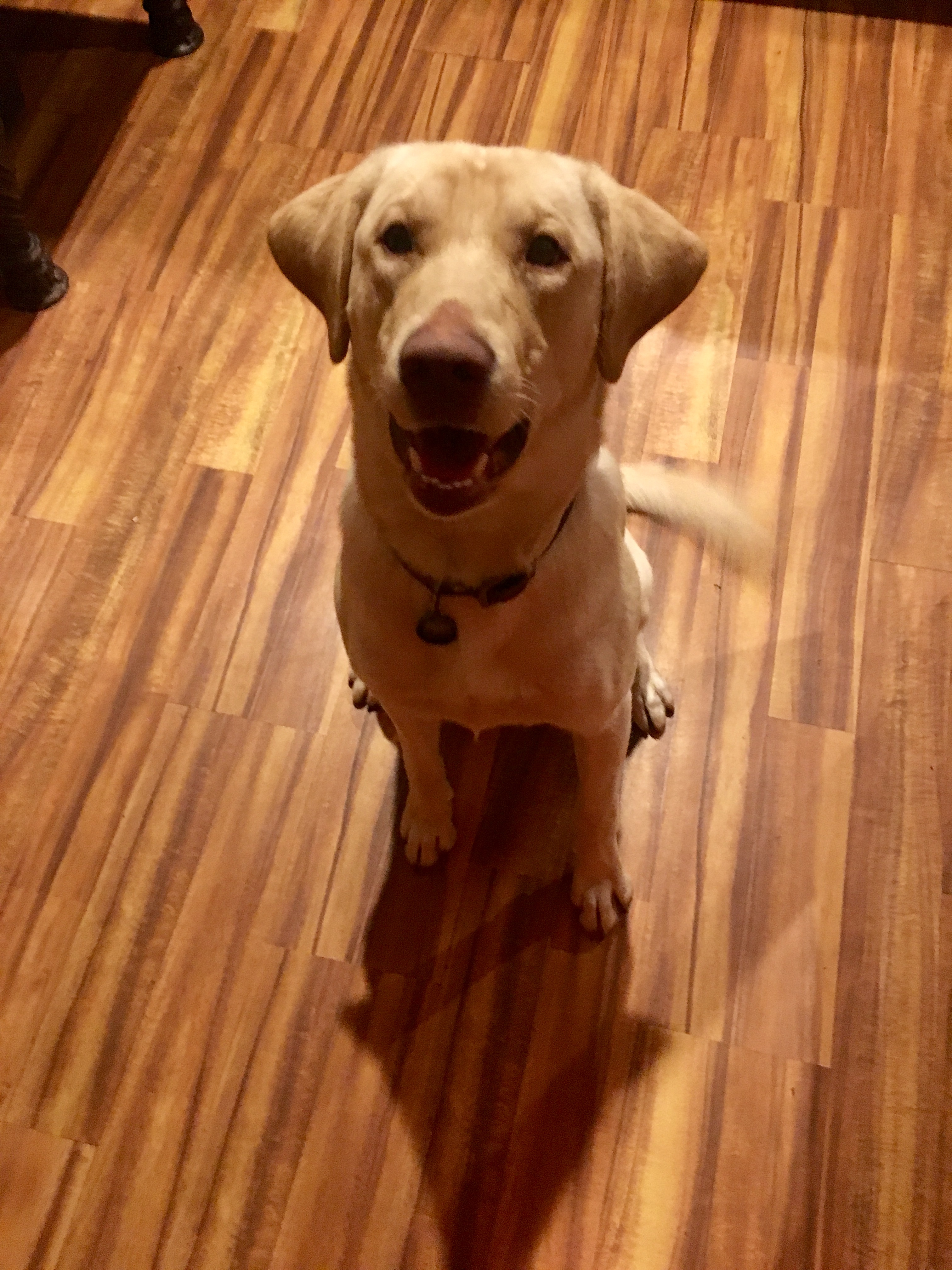 Raylan Moonlight Thompson | Yellow Labrador Retriver