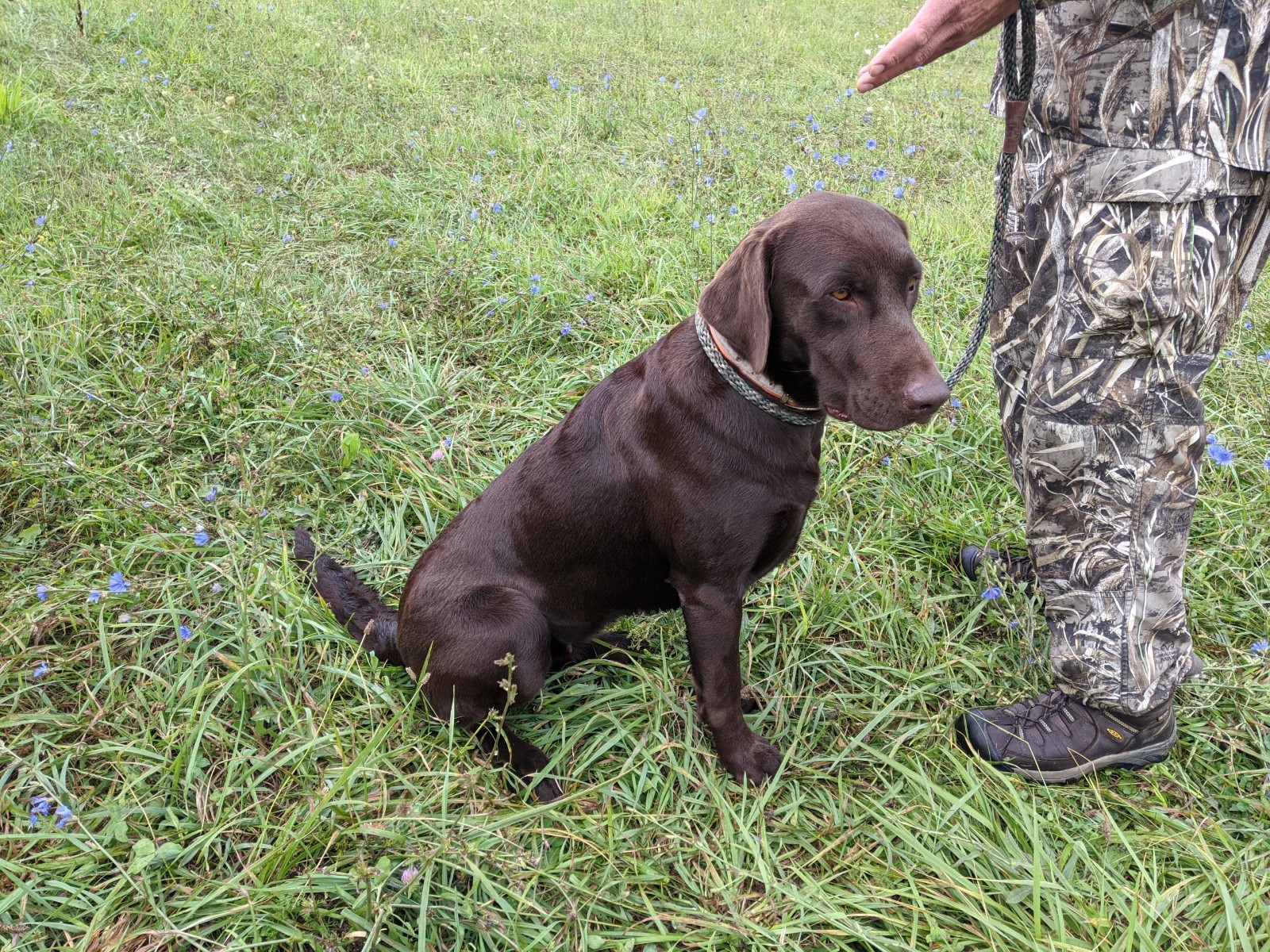 Windward Roadtrip Grit SHR | Chocolate Labrador Retriver