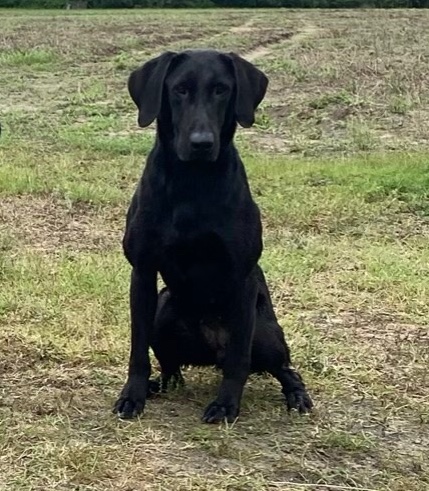 GRHRCH Ajs Labs Song Of The South MH | Black Labrador Retriver