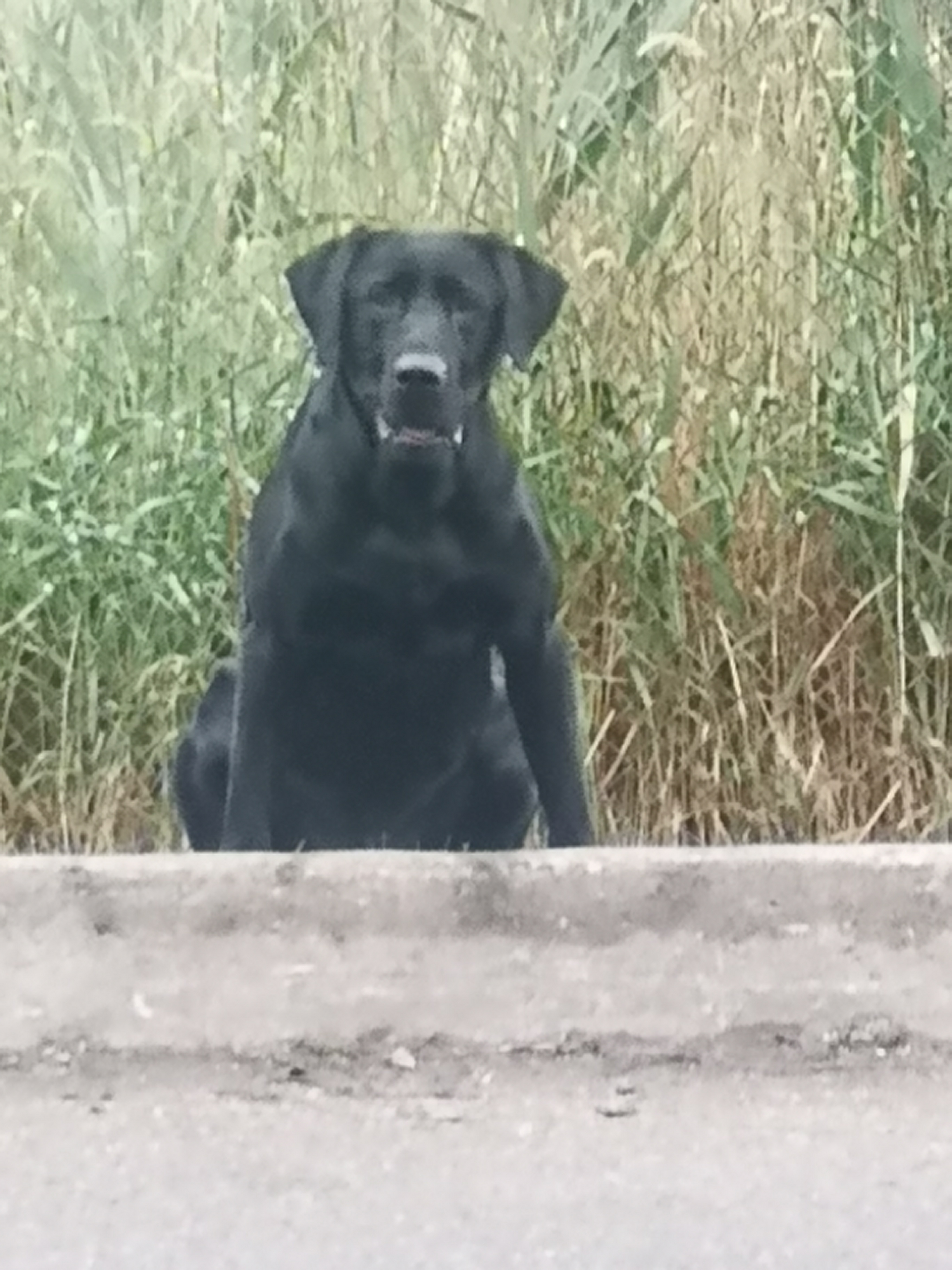 Moonshine's Ready And Able | Black Labrador Retriver