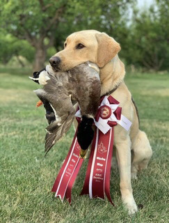 Fish’s Buddy RN RATM TKP VHMA CZ8B CGCA FDC DS JH | Yellow Labrador Retriver