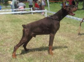 Eltaipan di Campovalano | Black Doberman Pinscher