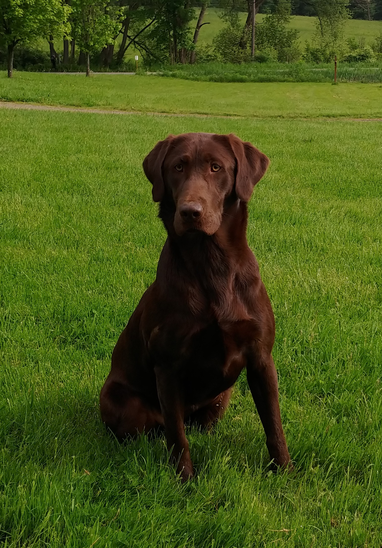 Peaks Lil' Splash Of Rumchata JH | Chocolate Labrador Retriver