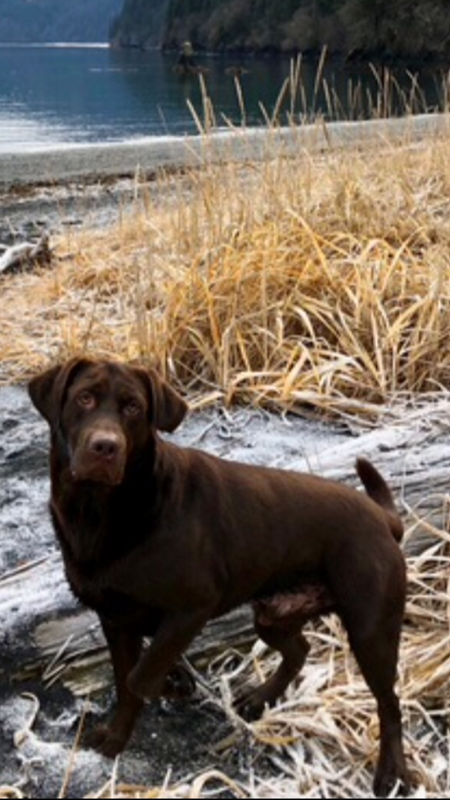 Ezekiel’s Alaskan Jazz | Chocolate Labrador Retriver