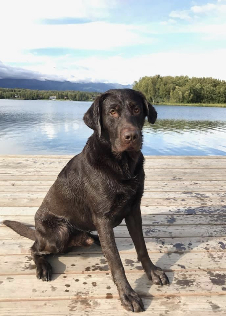 Ezekiel’s Alaskan Jazz | Chocolate Labrador Retriver