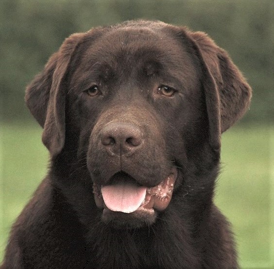 Belquest Hey, Boy Blue Is Back at Tru-Heart | Chocolate Labrador Retriver