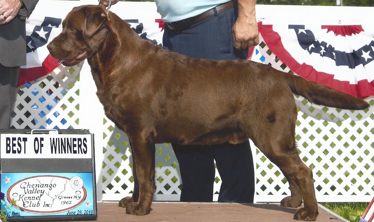 Belquest Conclusion Stolichnaya | Chocolate Labrador Retriver