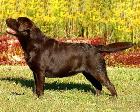 AM GCH & CAN CH Harlequin Like A Rock | UNKN Labrador Retriver