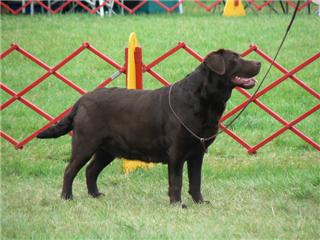 Sunnydaze Harlequin Sthm Cmft | UNKN Labrador Retriver