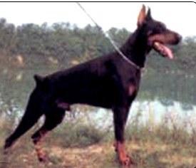 Quorry di Campovalano | Black Doberman Pinscher