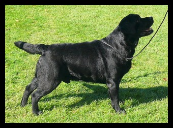 CH Bellgaim Polo JH | Black Labrador Retriver