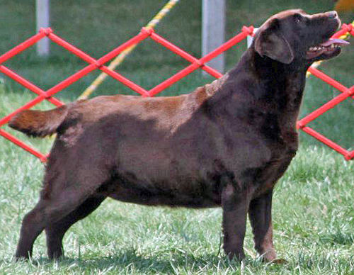 Belquest Prequel To The Sequel | Chocolate Labrador Retriver