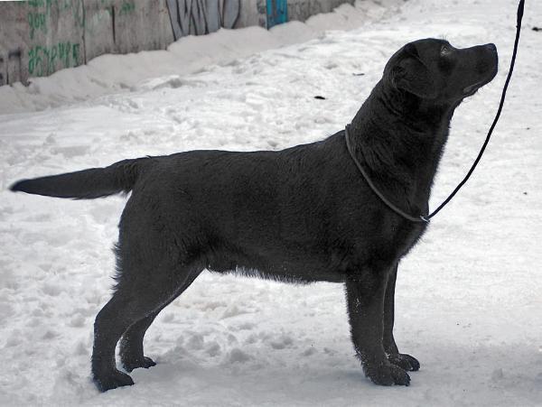 INTL CH Night Single Great Genus Winners | Black Labrador Retriver