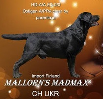 UKR CH Mallorn’s Madmax | Black Labrador Retriver