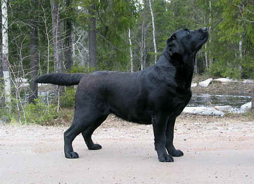 Mallorn's Ursa Major | Black Labrador Retriver