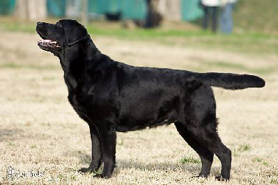 Goodquite's Loved By All | Black Labrador Retriver