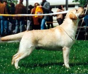 Mult&IntCh, ChRus, Fi, Lt, Lv, Bye, Est, Md, Balt Strongline's Comrade | Yellow Labrador Retriver