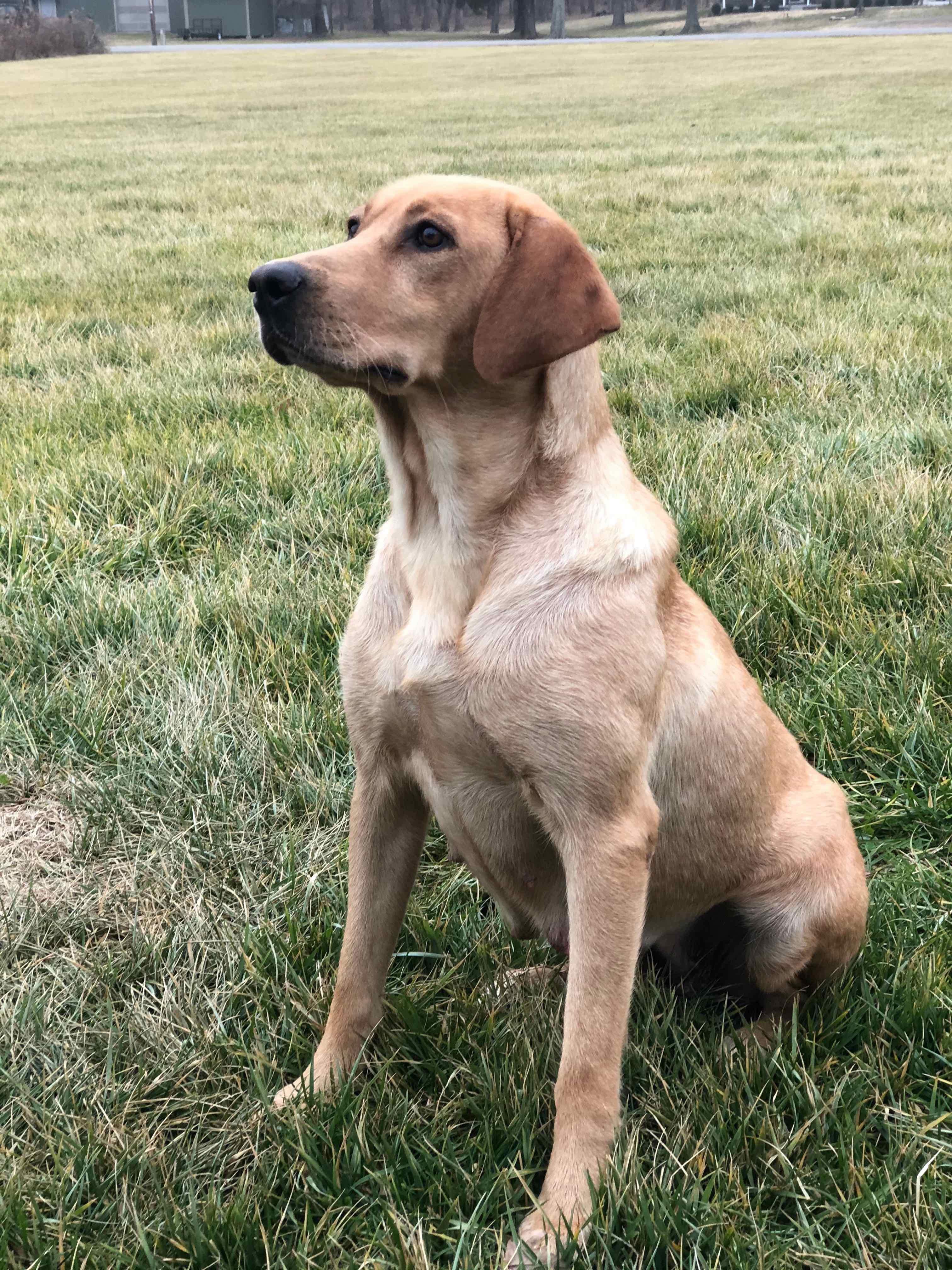 Wingate Remi | Yellow Labrador Retriver