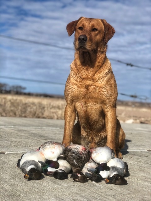 HRCH Chaotic Retrievers Twisted Outlaw MH | Yellow Labrador Retriver