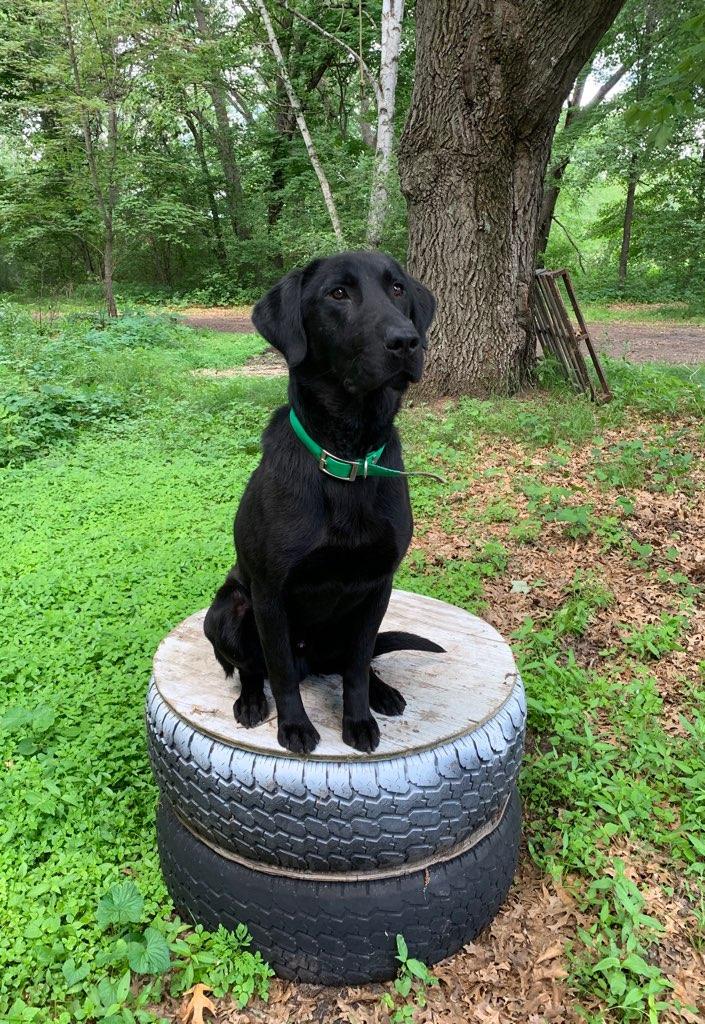 SR Gobird's Night Stalker | Black Labrador Retriver