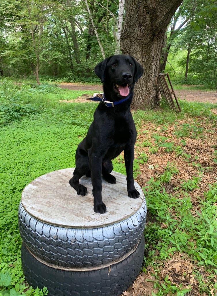 SR Gobird's Smoke and Mirrors | Black Labrador Retriver