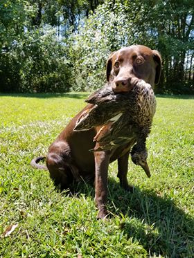 Burns Road's Downtown Abigail Louise | Chocolate Labrador Retriver