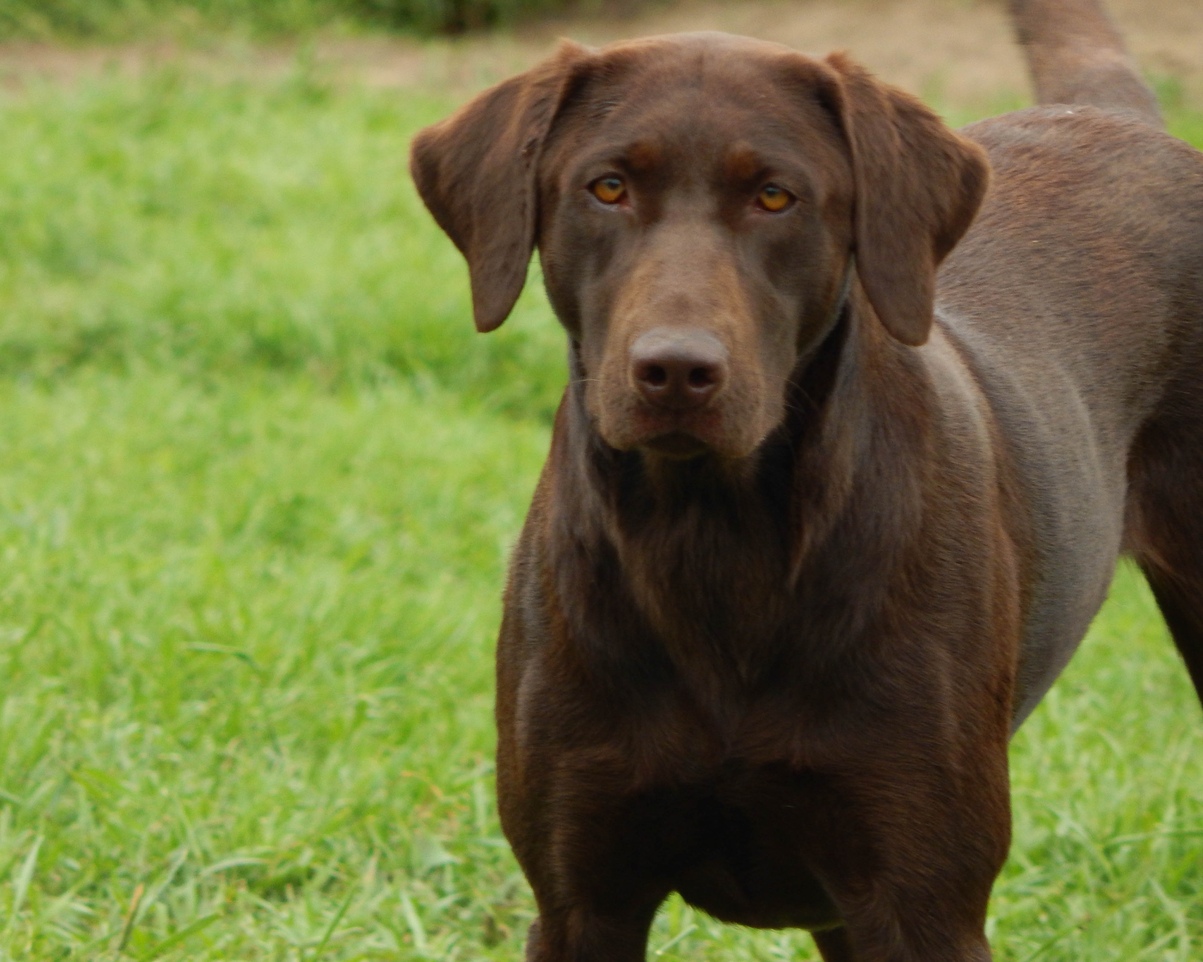 Birddog's Sweet Mystique | Chocolate Labrador Retriver