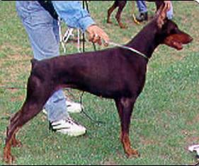 Oro di Campovalano (DS069140) | Brown Doberman Pinscher