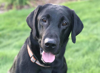 Someday Houston Has Landed SH | Black Labrador Retriver