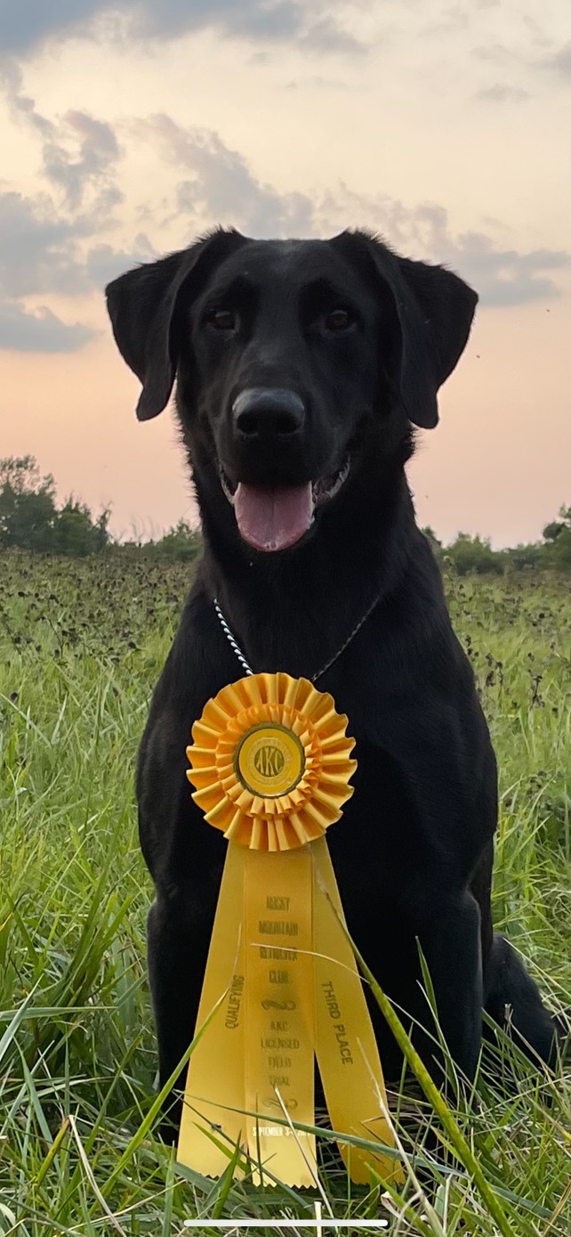 Toplines Everlasting  Rock QAA | Black Labrador Retriver