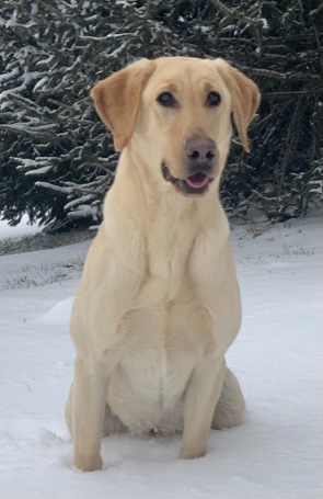 Green Rivers Lori Darlin | Yellow Labrador Retriver