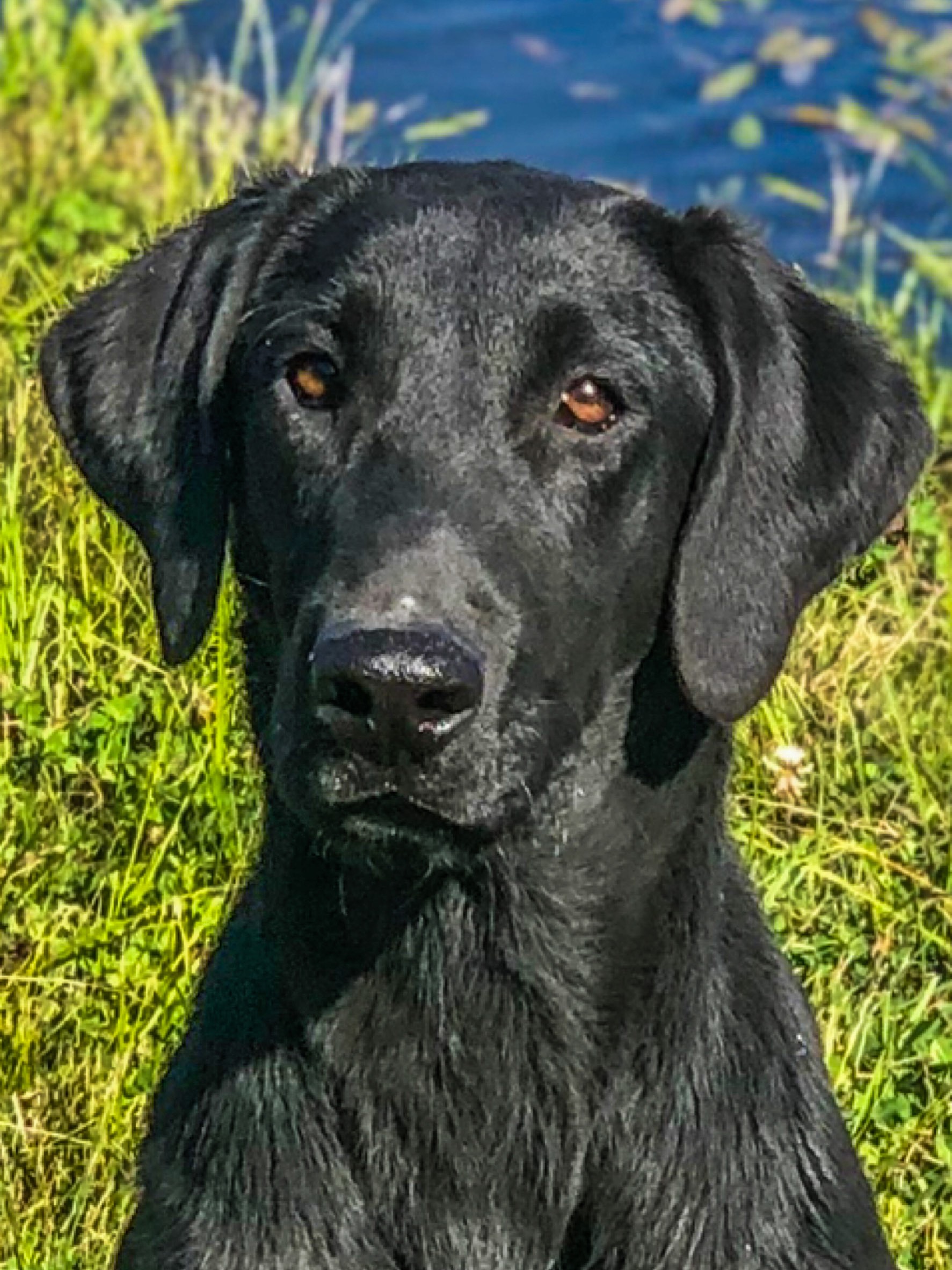 Green Rivers 2nd Lieutenant | Black Labrador Retriver