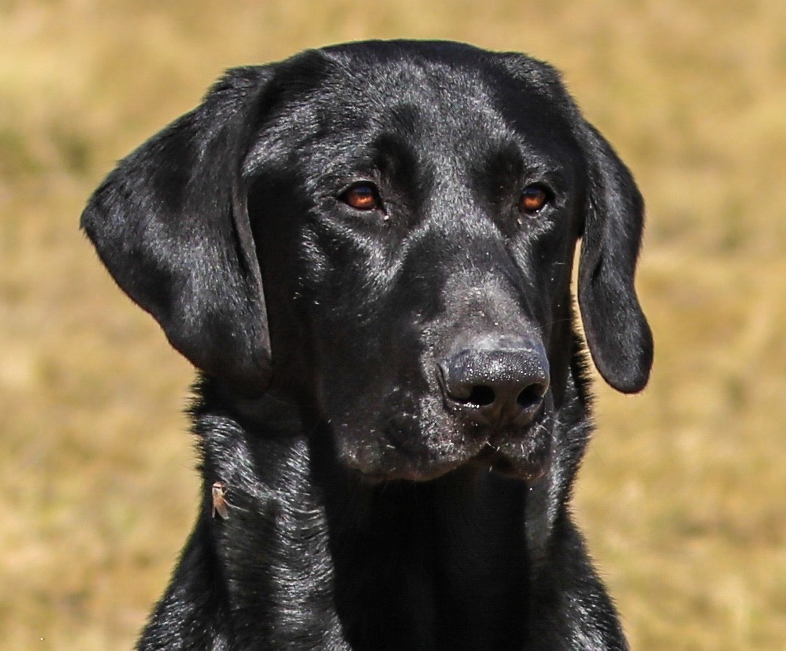 Green Rivers Fire From Heaven | Black Labrador Retriver