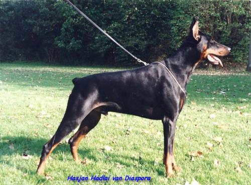Hasjan Hadlai v. Diaspora | Black Doberman Pinscher
