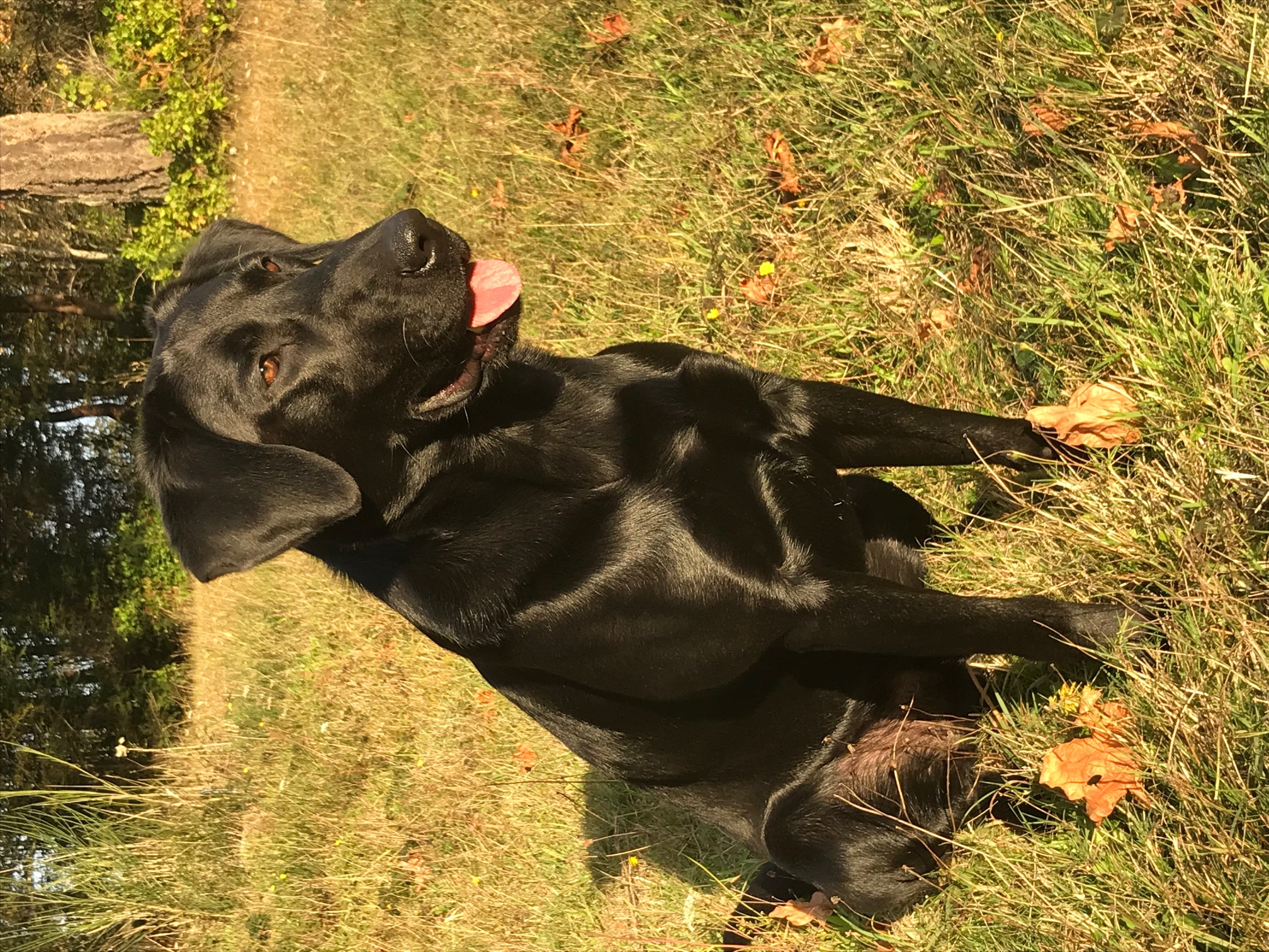 Baypoint’s Triple Distilled | Black Labrador Retriver