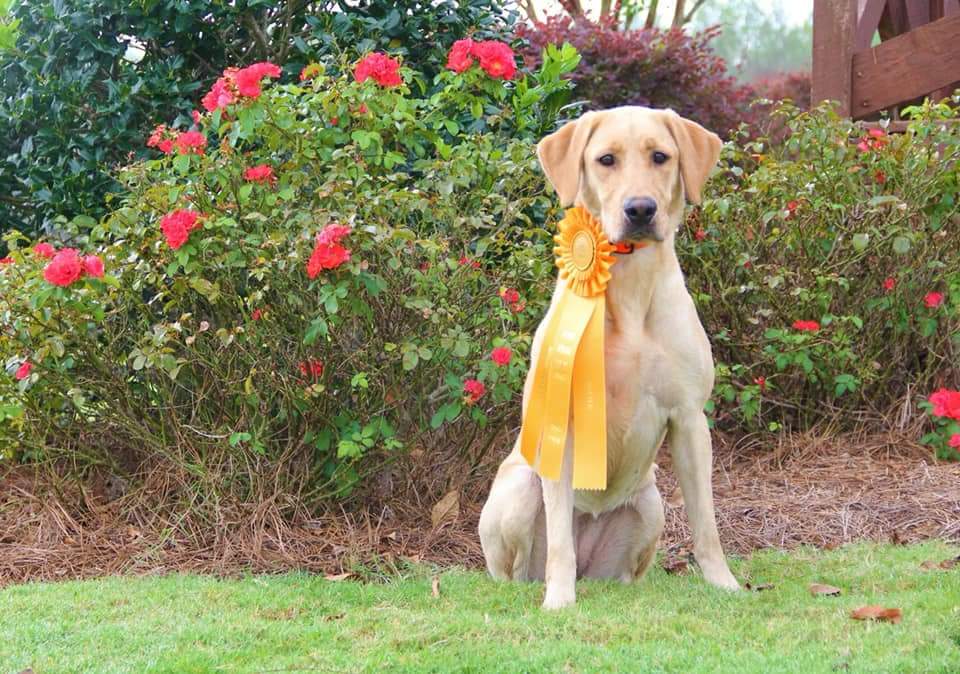 HRCH AJS Labs Once Upon A Time MH QAA | Yellow Labrador Retriver