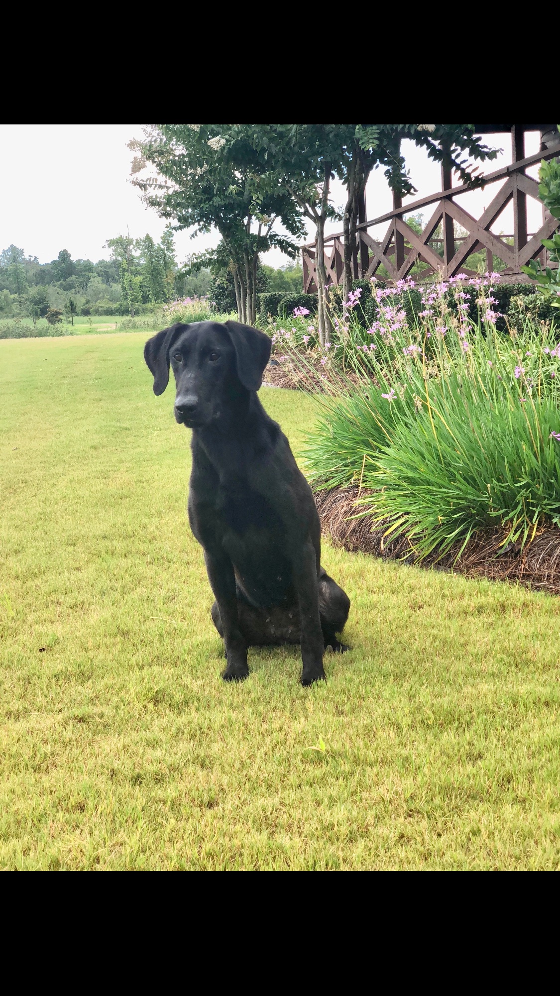 GRHRCH Seasides Speeding Bullet MH QAA | Black Labrador Retriver