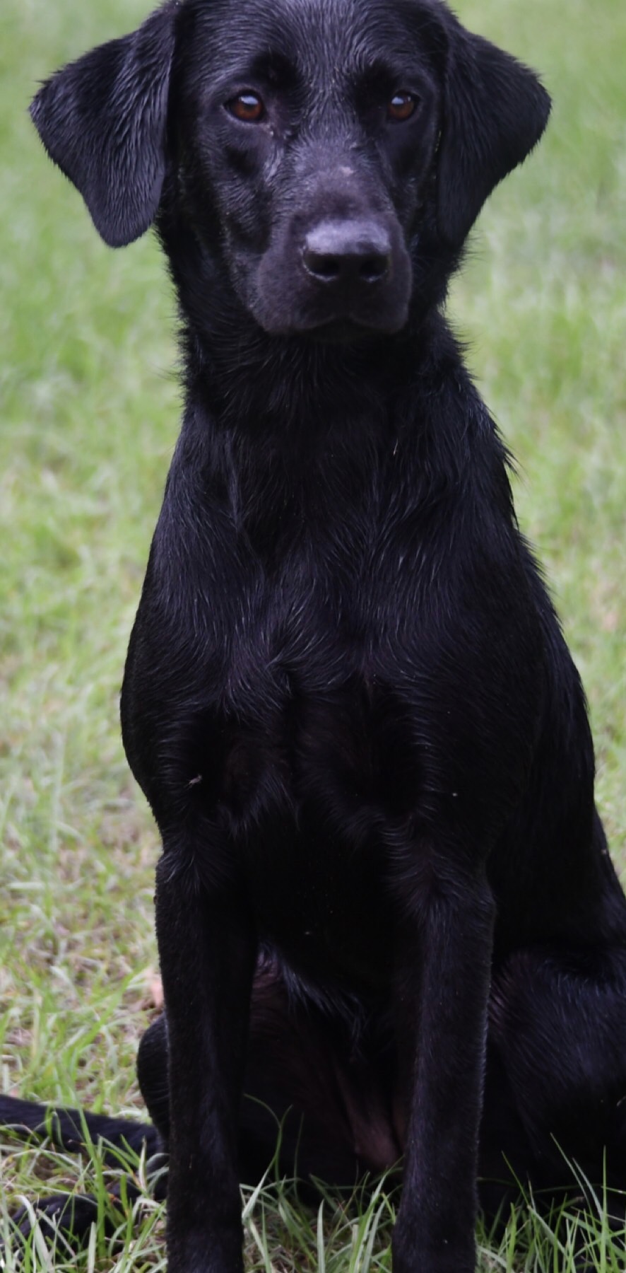 Bryan’s Lil Ragin’ Storm | Black Labrador Retriver