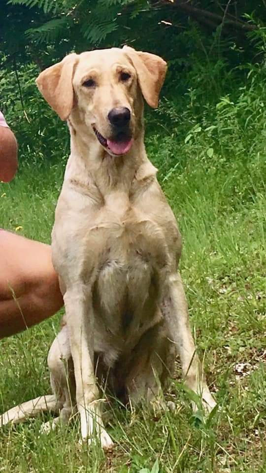 GRHRCH Mossy Ponds last call MH QAA | Yellow Labrador Retriver