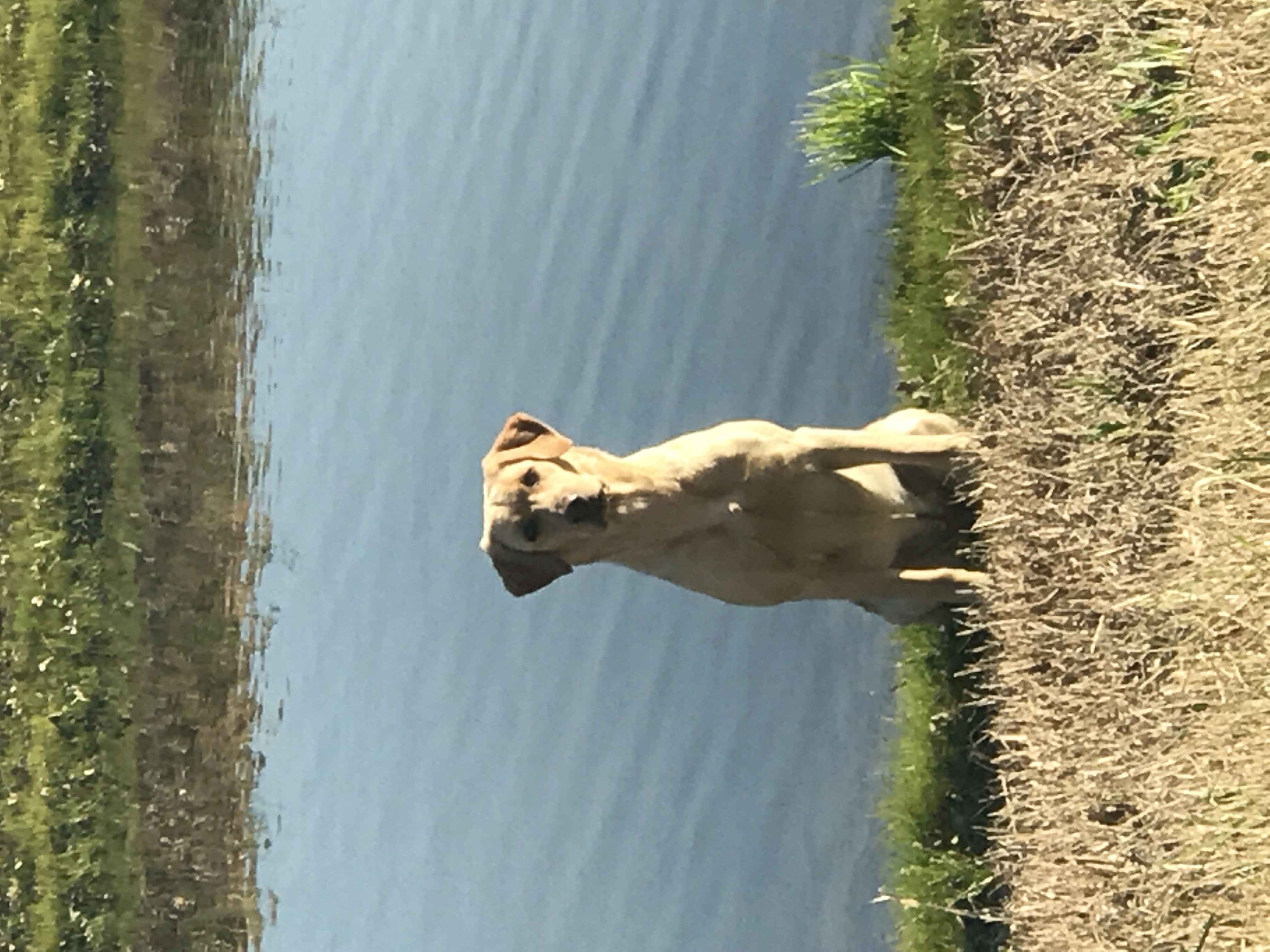 HRCH Sandhills A&w Golden Princess | Yellow Labrador Retriver