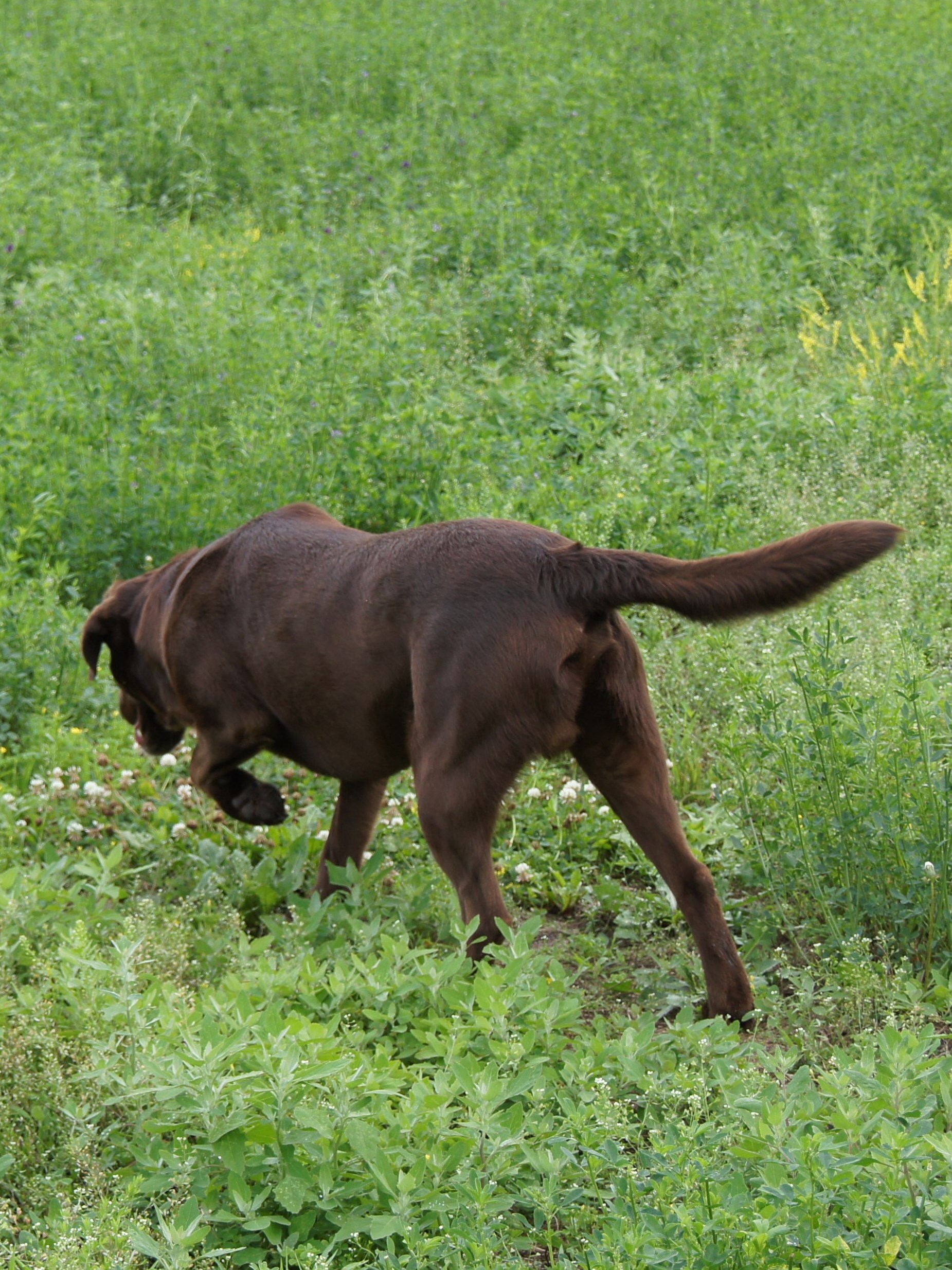 4xGMPR  DA-KODA CRUZ'S MAGIC KODA | Chocolate Labrador Retriver