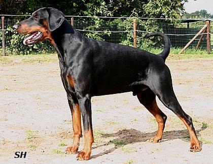 Floyd v. Adel Stolz | Black Doberman Pinscher