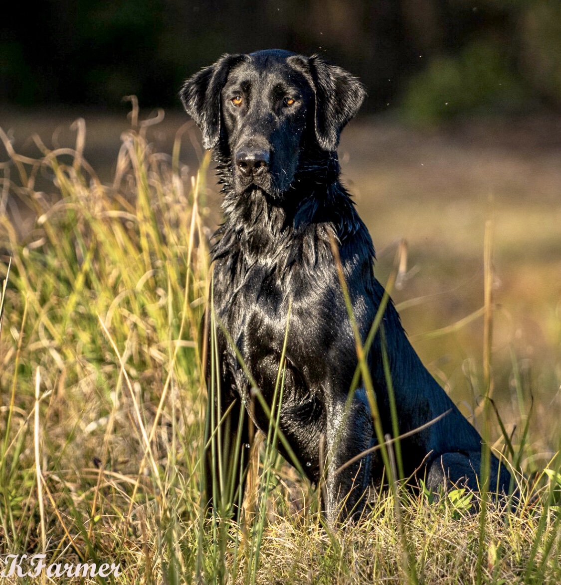 Tremblin Earth’s Blue Picker | Black Labrador Retriver