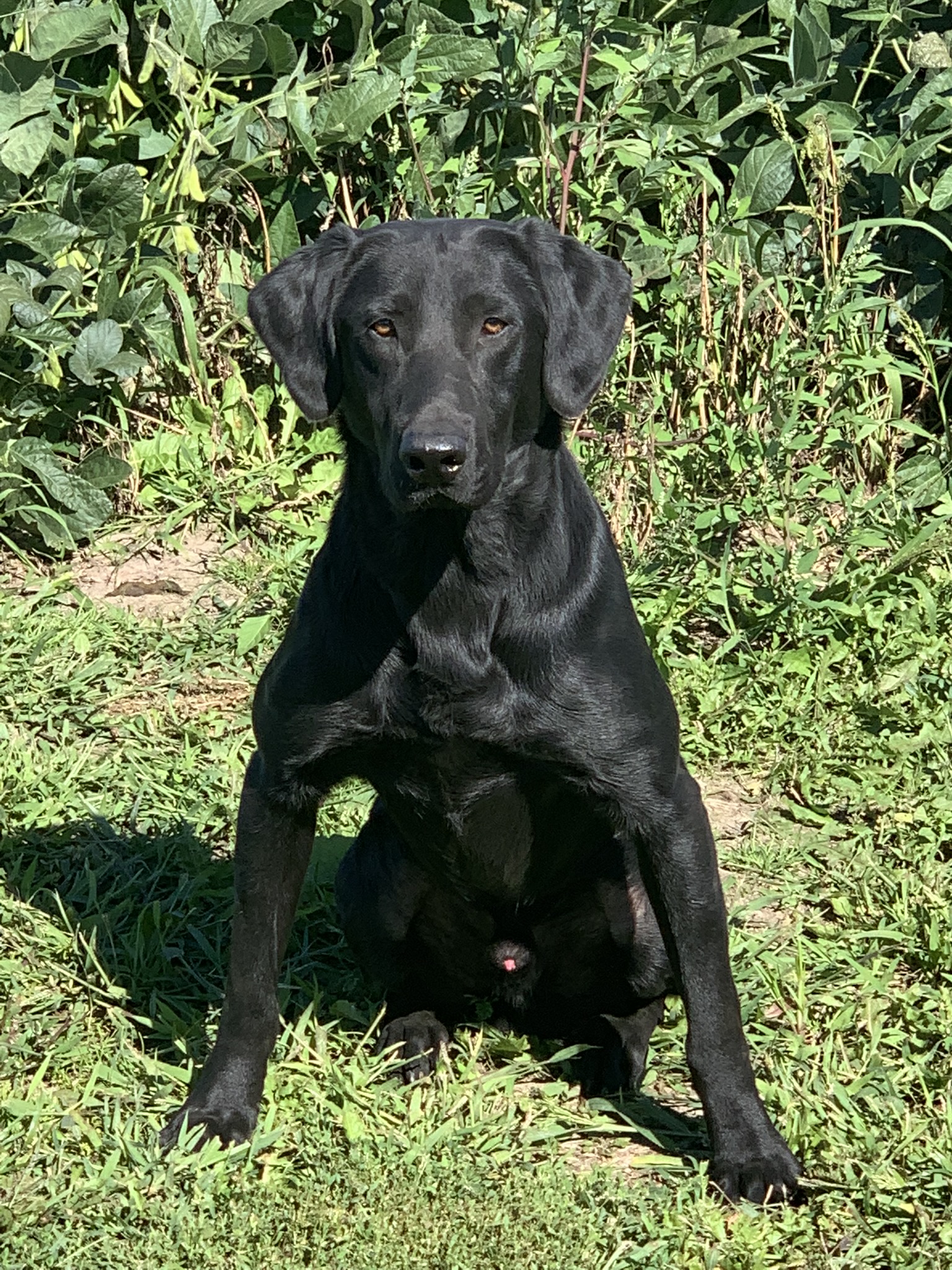 Texas Flyways Like A Rock | Black Labrador Retriver